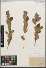 Foto von Salix starkeana Willd.